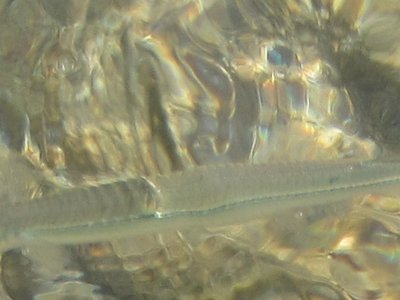 Hemiramphus