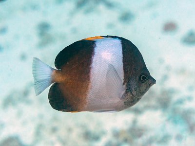 Hemitaurichthys
