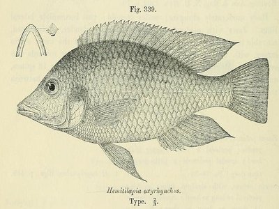 Hemitilapia