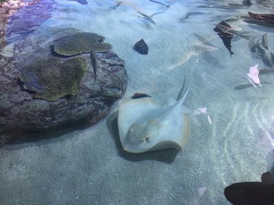 Hemitrygon