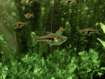 Hengeli Rasbora