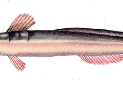 Heptapterus