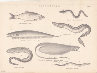 Herring Eel