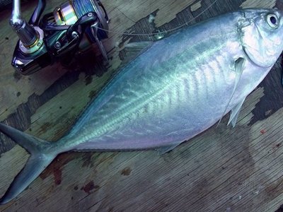 Herring Scad