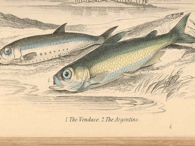 Herring Smelt