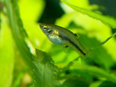 Heterandria