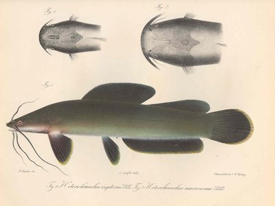 Heterobranchus