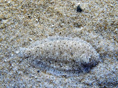Heteromycteris