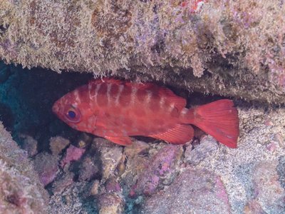 Heteropriacanthus