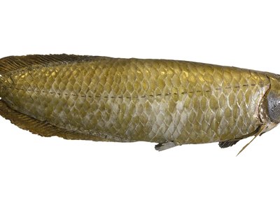 Heterotis