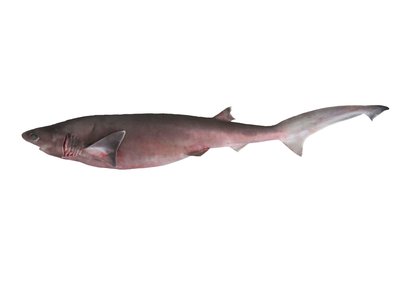 Hexanchus vitulus