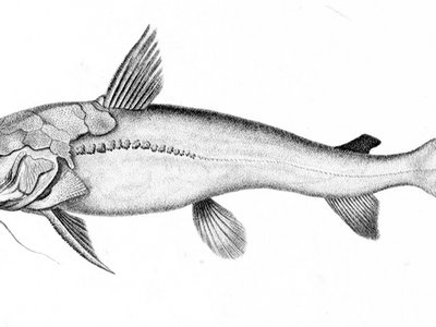 Hexanematichthys