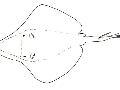 Hexatrygon