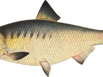 Hickory Shad