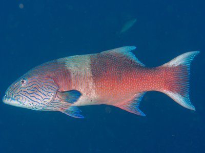 Highfin Grouper