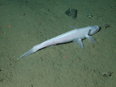 Highfin Lizardfish