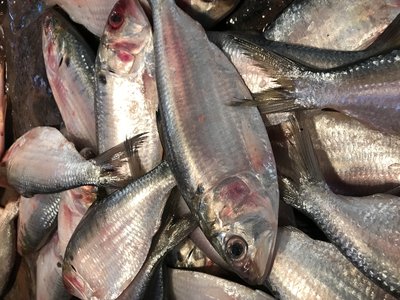 Hilsa Shad