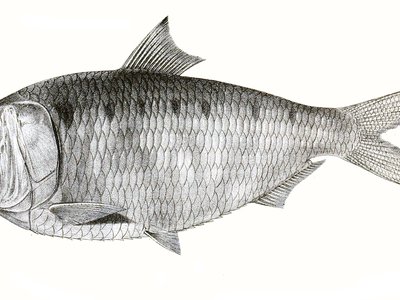 Hilsa