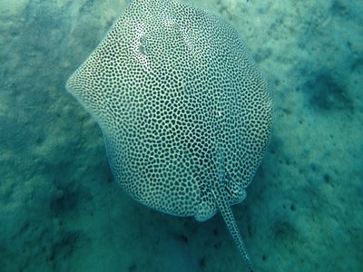 Himantura