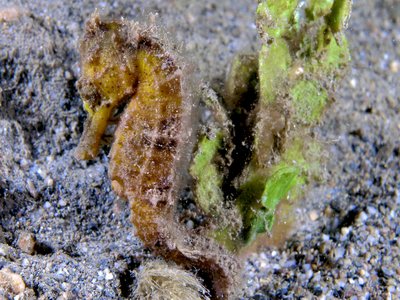 Hippocampus kuda