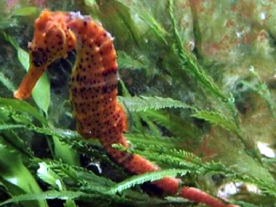 Hippocampus reidi