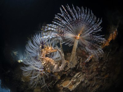 Hippocampus