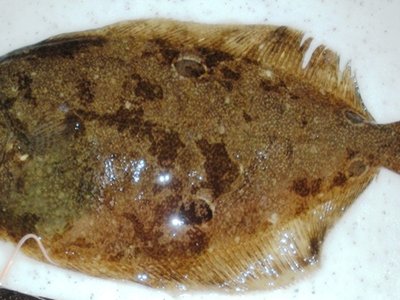 Hippoglossina