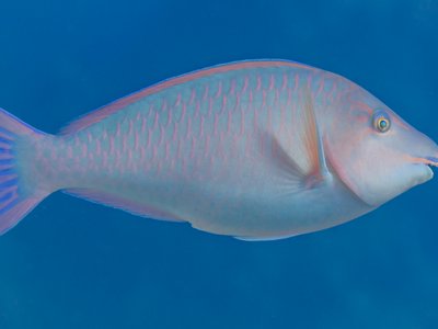Hipposcarus