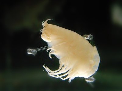 Hirondellea