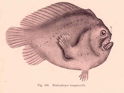 Histiophryne