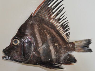 Histiopterus
