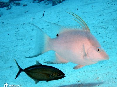 Hogfish