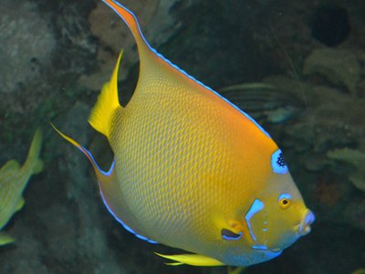 Holacanthus