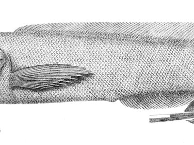 Holcomycteronus