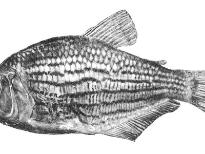 Hollandichthys