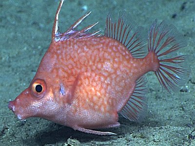 Hollardia