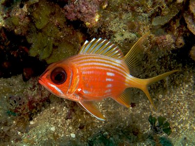 Holocentrus rufus