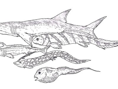 Holocephali