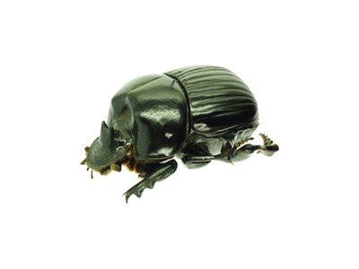 Holocephalus