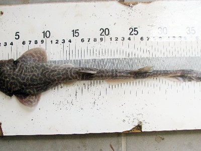 Holohalaelurus