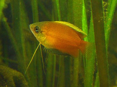 Honey Gourami