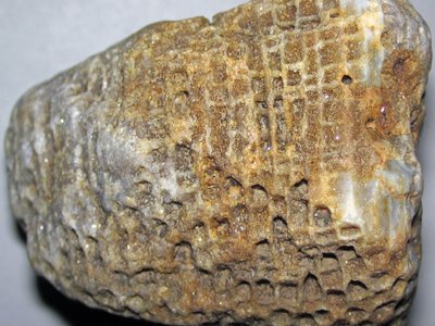 Honeycomb Coral Grouper