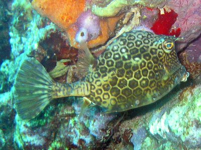 Honeycomb Cowfish