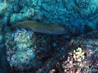 Honeycomb Eel