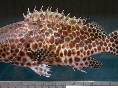 Honeycomb Grouper