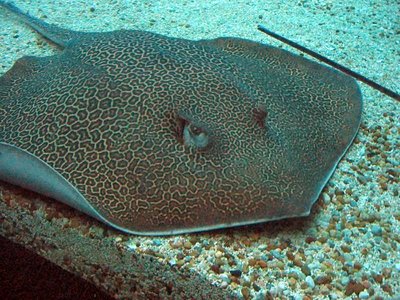 Honeycomb Stingray