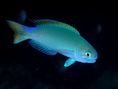 Hoplolatilus