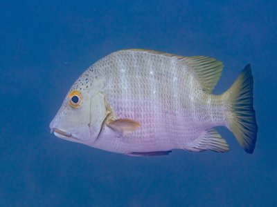 Hoplopagrus