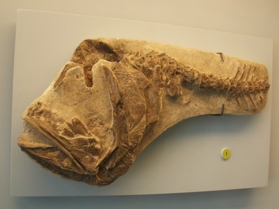Hoplopteryx