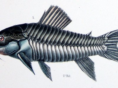 Hoplosternum